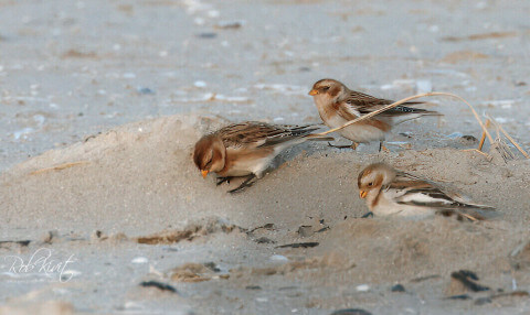 Sneeuwgorzen bij de Zuidpier IJmuiden